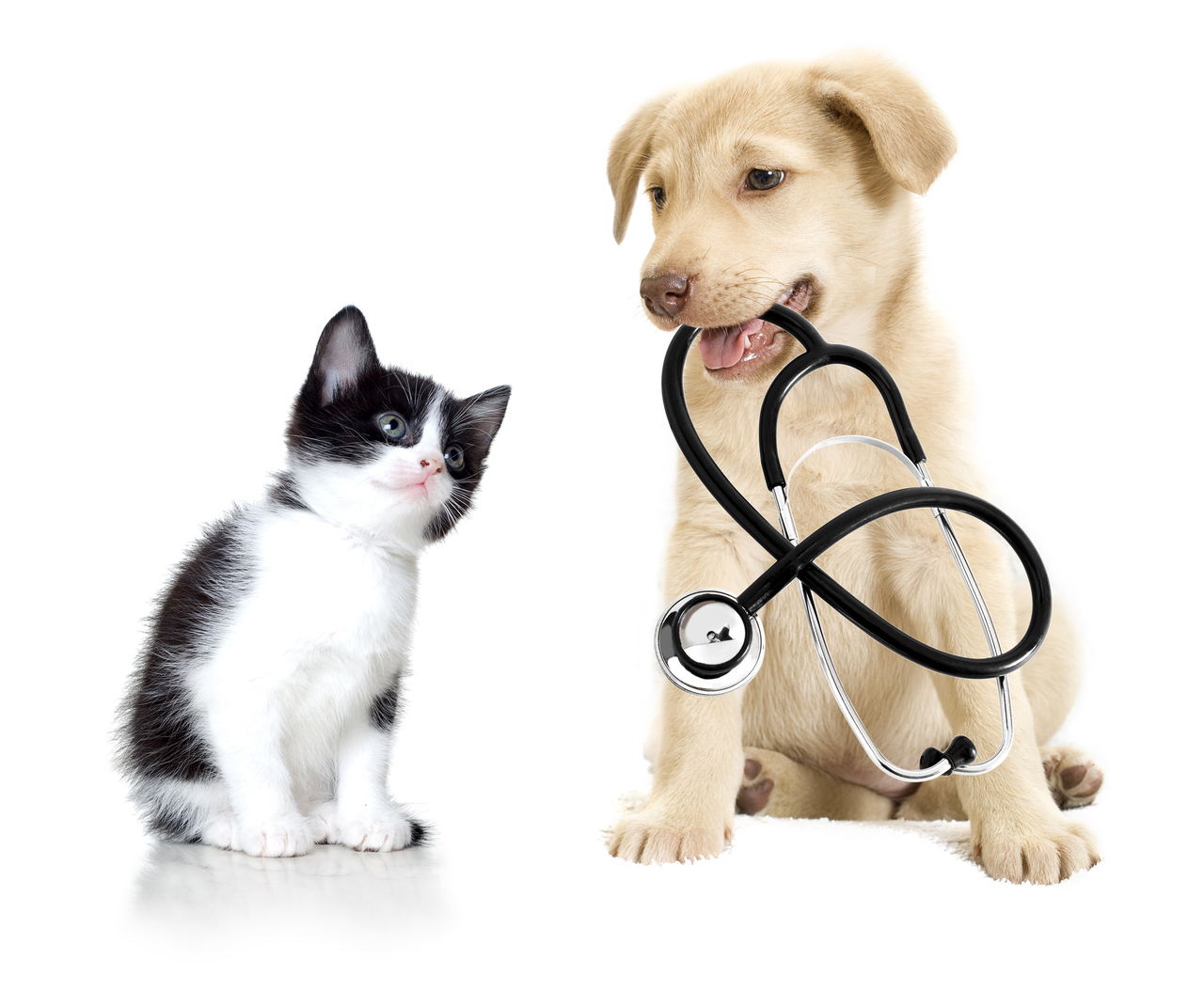 常盤台（ときわ台）近くの夜間救急対応の犬猫専門動物病院上板橋リズ犬猫病院の犬と猫の写真