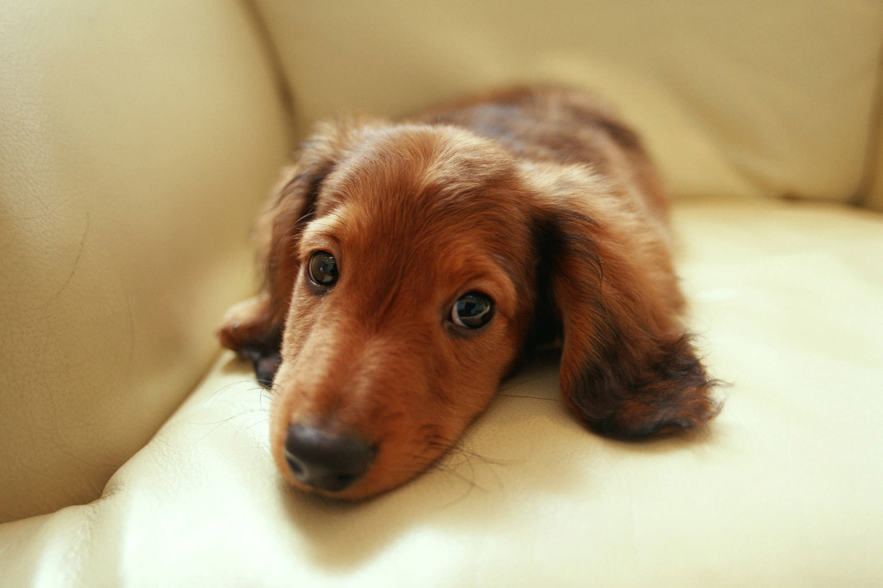 ときわ台の動物病院の上板橋リズ犬猫病院のじっと見つめているダックスフントの写真