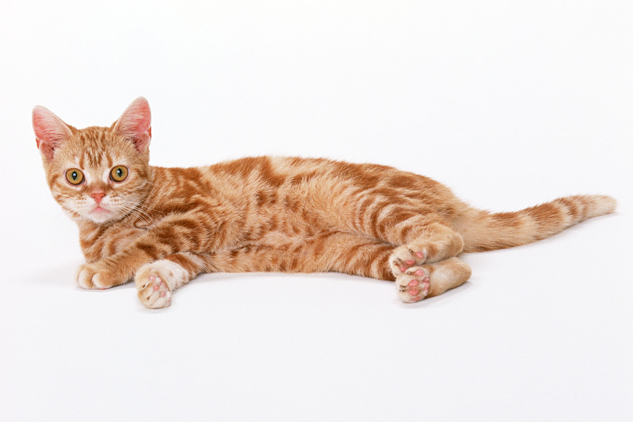 上板橋リズ犬猫病院の猫のフィラリア症予防パンフレット