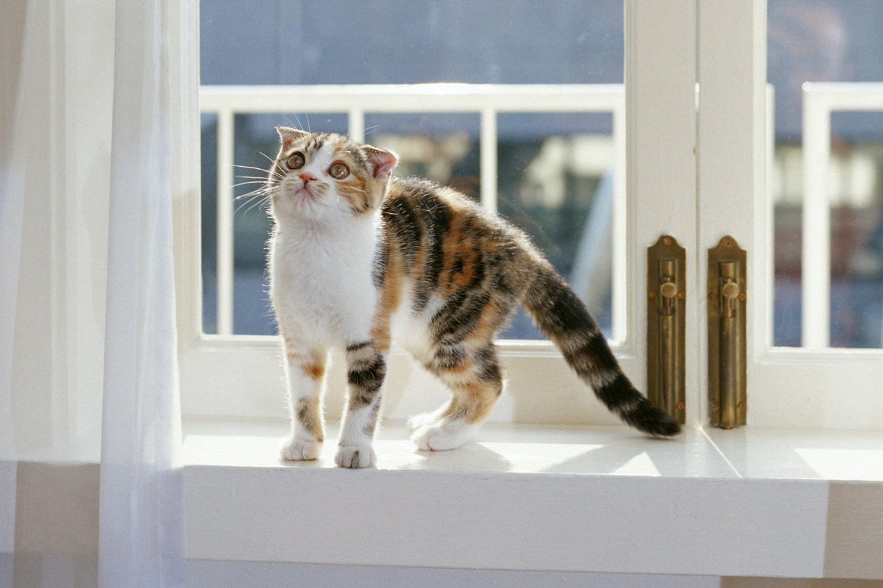 上板橋リズ犬猫病院の猫のフィラリア症予防パンフレット