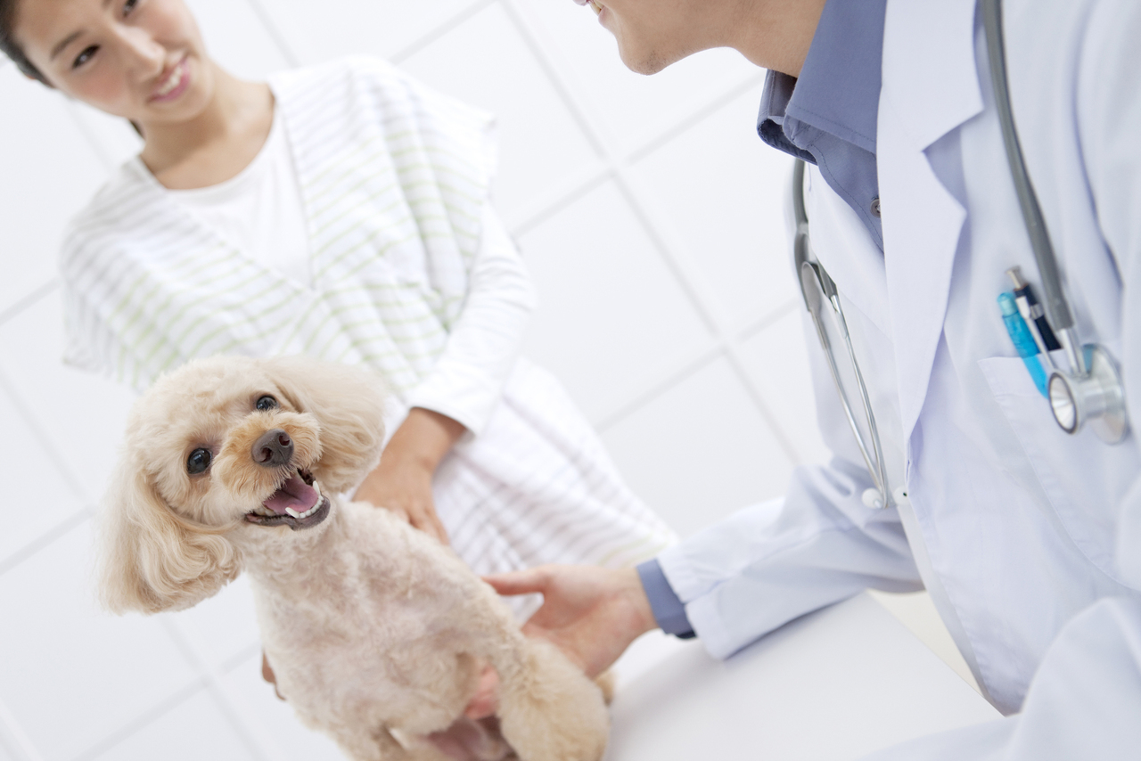 常盤台（ときわ台）近く夜間の犬猫専門動物病院である上板橋リズ犬猫病院の犬の散歩の様子